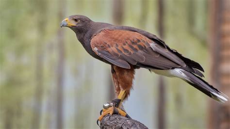 9 Spiritual Meanings Of Seeing A Hawk Across Different Beliefs