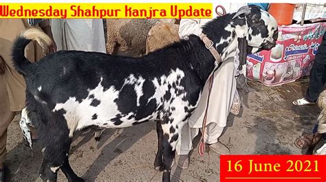 Wednesday Shahpur Kanjra Mandi Update 16 June 2021 Goats For Qurbani