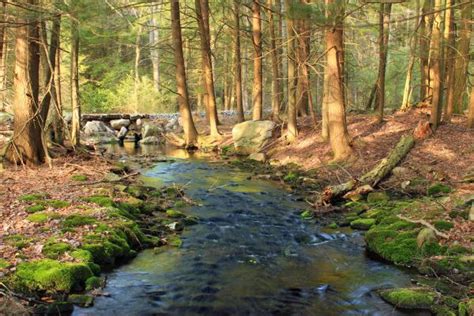 Free Images Tree Creek Swamp Wilderness Hiking Leaf River Moss