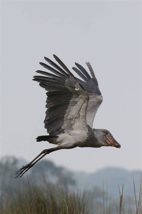 Definitive Guide To Shoebill Facts, Habitat, Conservation Status, Zoo ...