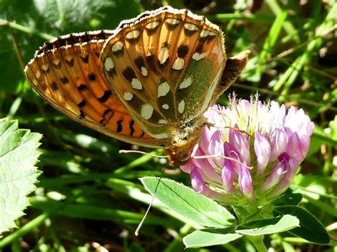 Speyeria aglaja Grand nacré FR Dark green fritillary Flickr