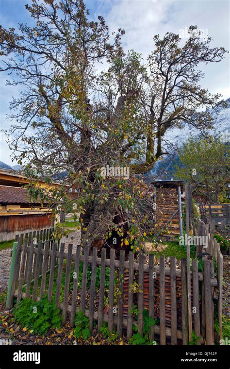 Ancient pear tree Stock Photo - Alamy