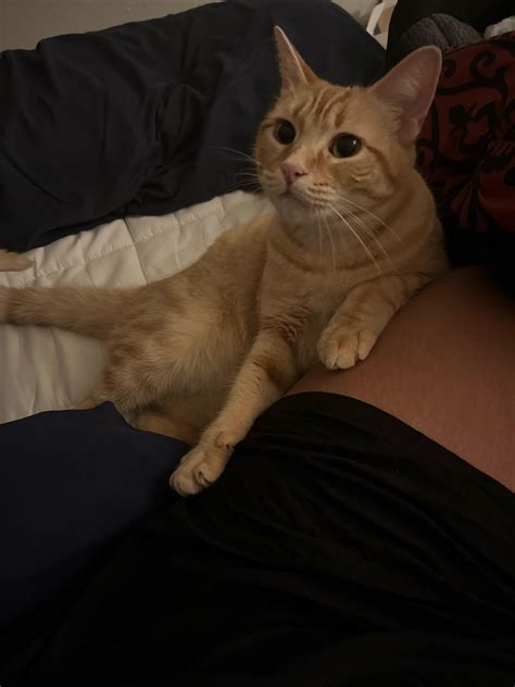 Why Is My Cat Super Clingy All Of A Sudden? Causes