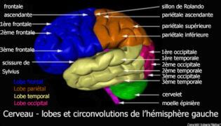 Cerveau Lobes Et Circonvolutions C R Brales De L H Misph Re Gauche