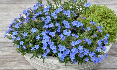 Lithodora 'Heavenly Blue' - The Plant Cellar