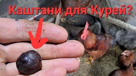 Безплатні вітаміни для Курей 🐔 - YouTube