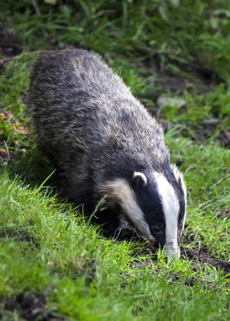 Do Badgers Eat Chickens Protecting Your Flock