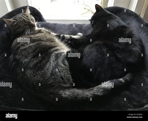 Two cats sleeping Stock Photo - Alamy