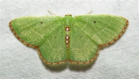 Polilla Verde Nemoria Lixaria Picture Insect