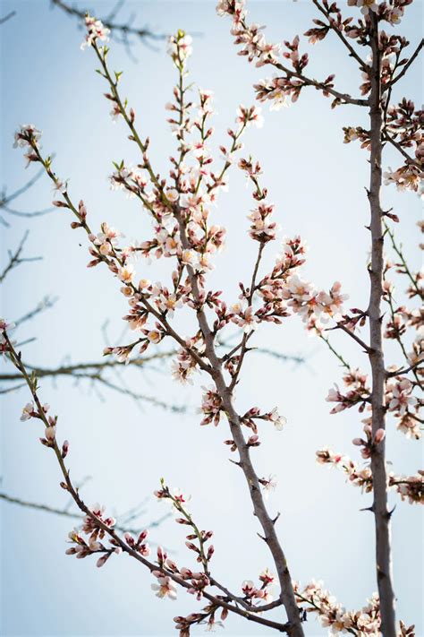 White Cherry Blossom Tree · Free Stock Photo