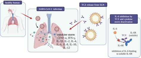 Frontiers Tocilizumab Coated Solid Lipid Nanoparticles Loaded With