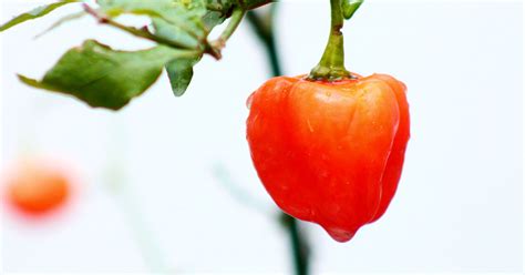 Habanero Pepper Growing & Harvesting - The Garden Magazine