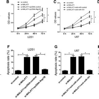 MALAT1 Promotes Proliferation And Suppresses Apoptosis Of Glioma Cells