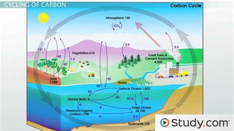 Nitrogen Cycle Class 9