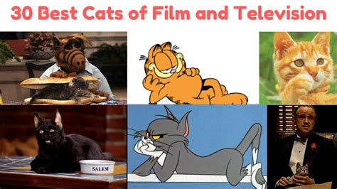 30 Best Cats of Film and Television - Series & TV