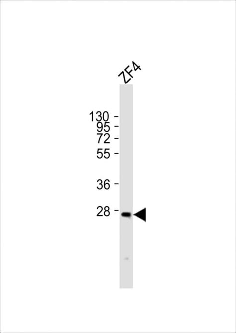 Msx3 Polyclonal Antibody, Invitrogen™ 200 μL; Unconjugated | Fisher ...