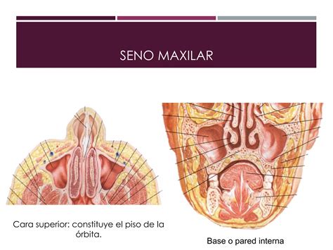 Anatomía de las fosas nasales y los senos paranasales PPT