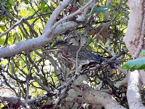 What type of bird is this? Taken in Turks and Caicos : r/whatsthisbird