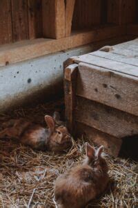 How To Start A Rabbit Farm A Comprehensive Guide Abraham And Grace