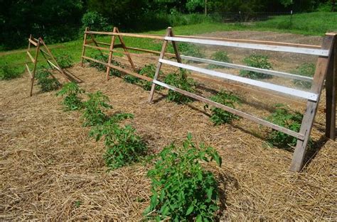 Diy Tomato Cage Trellis Stake Ideas Balcony Garden Web