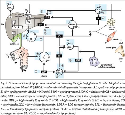 Vldl Metabolism