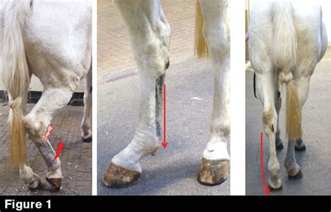 Proximal Suspensory Ligament Injury Hind Limb Horse Side Vet Guide Images