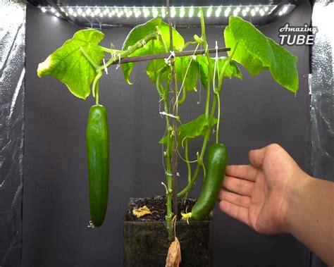 Growing Cucumber Time Lapse Seed To Fruit In 55 Days | Growing Cucumber