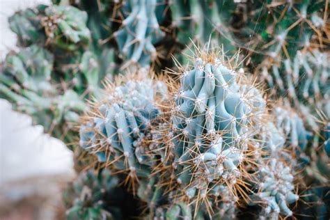 Close Up of a Sharp Cactus Spikes Stock Photo - Image of growth, spiked ...