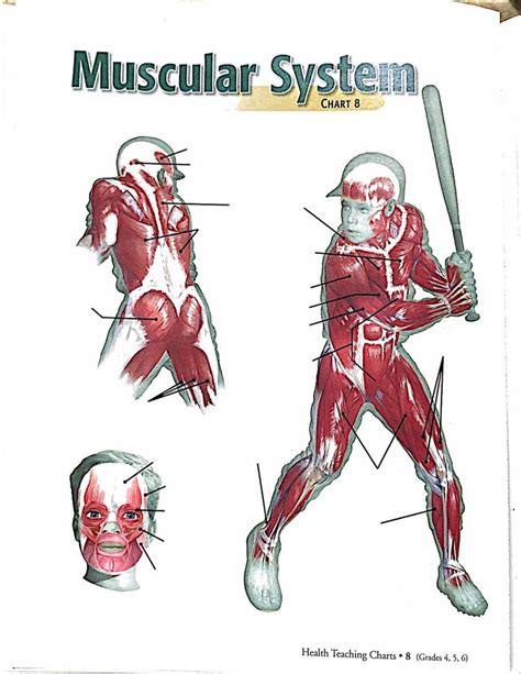 Abeka Health Teaching Charts Muscular System Diagram Quizlet