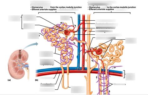 BSC2086L LESSON 9 MICROSCOPIC ANATOMY OF KIDNEYS Diagram Quizlet