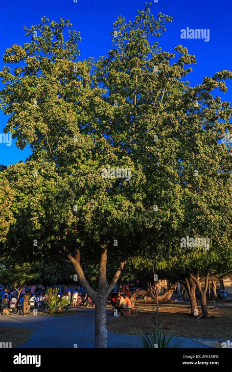 Black Olive Tree Flowers And Leaves In Spring Photo By Luis Gutierrez