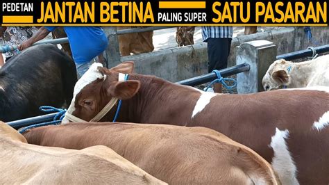 Pedetan Jantan Dan Betina Paling Super Satu Pasar Sapi Ambarketawang