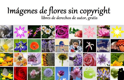 Fotos Gratis Libres De Derechos De Autor