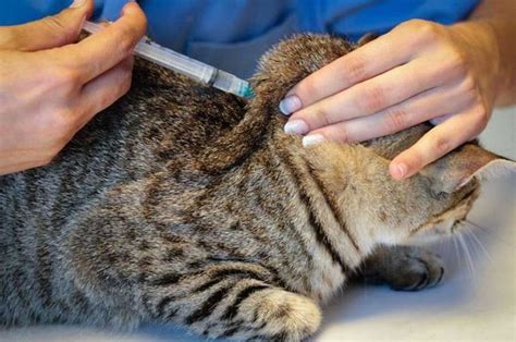 Как сделать кошке укол в домашних условиях