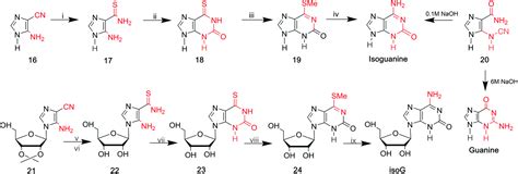 The Development Of Isoguanosine From Discovery Synthesis And