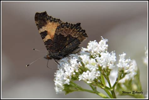 Kleiner Fuchs Small Tortoiseshell Aglais Urticae Syn Flickr