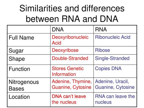 Dna And Rna Similarities And Differences