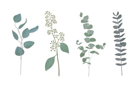 Eucalyptus Leaves Vector at Vectorified.com | Collection of Eucalyptus ...