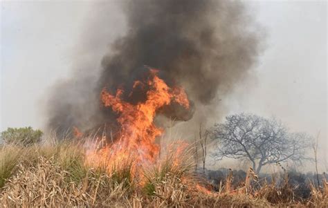 Delta Del Río Paraná El Fuego Arrasó 300 Mil Hectáreas Y Devastó A