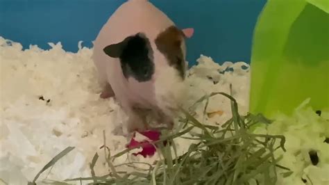 Naked Dumbo Guinea Pig YouTube
