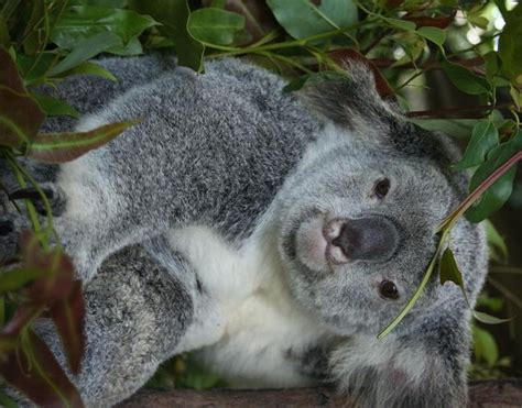 Koala Bear Interesting And Amazing All Basic Facts Animals Lover