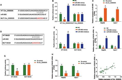 Circ 0008305 Promoted BAG5 Expression Through Sponging MiR606 A