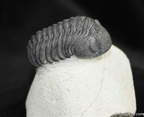 Arched 1 1 2 Inch Phacops Speculator Trilobite For Sale 1519