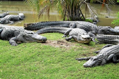 Hombre De A Os Muere Tras Ser Atacado Por Cocodrilos Telediario