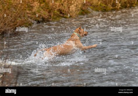 Bird Swimming In Water Stock Photo Alamy