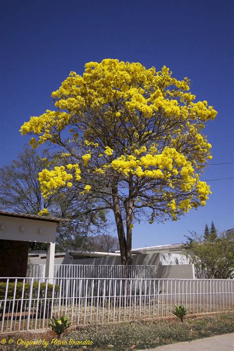 S Rie O Ip Amarelo Em Bras Lia Brasil Series Wi Flickr