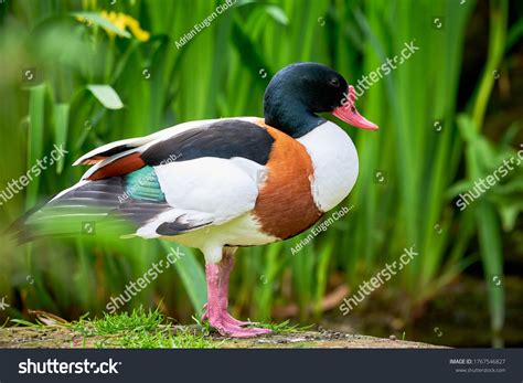 2,237 Common Shelduck Images, Stock Photos & Vectors | Shutterstock