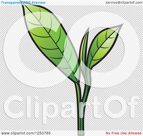 Clipart Of A Green Tea Leaf Plant Royalty Free Vector Illustration By