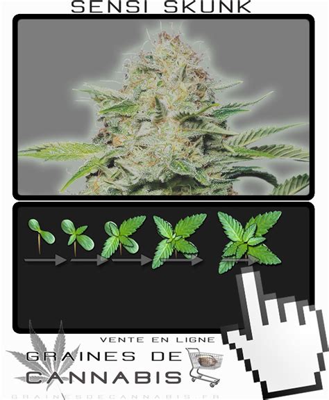 Graines De Cannabis Autofloraison