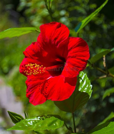 Red Hibiscus Flower Isolated On White Background Stock Photo Image Of